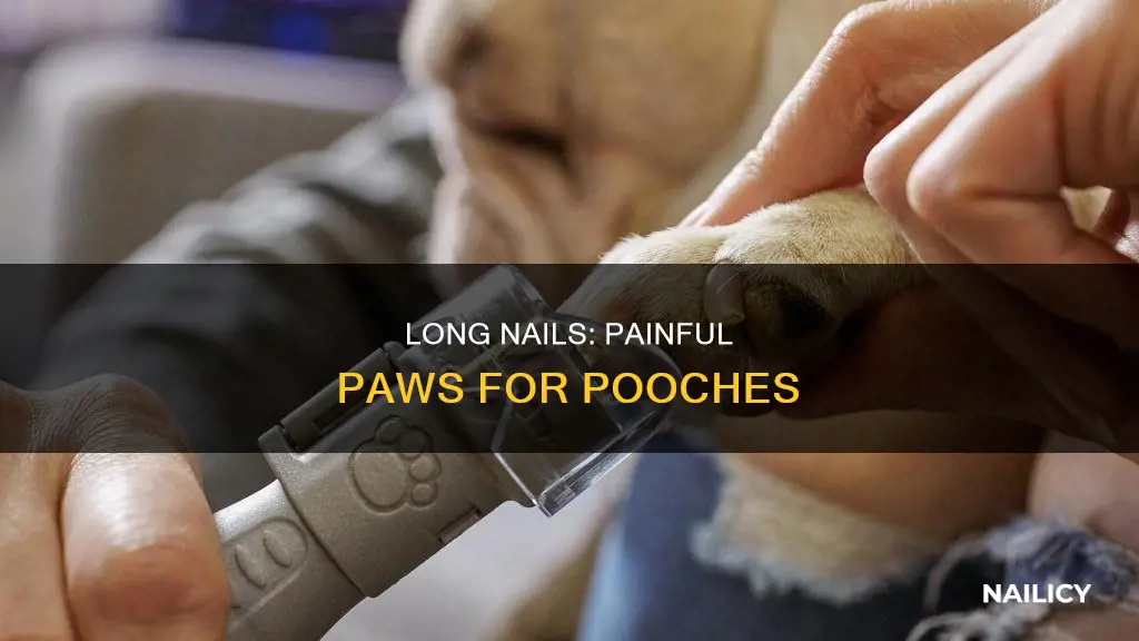 does it hurt a dogd foot if nails very long