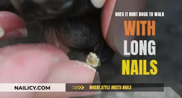 Long Nails: Painful Walks for Dogs?