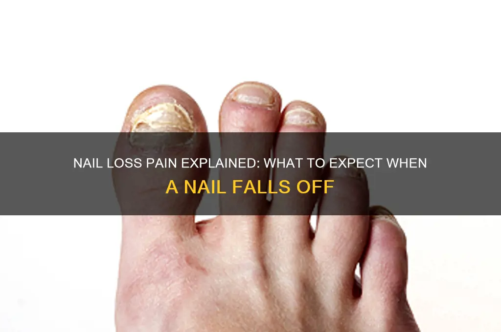 does it hurt if your nail falls off