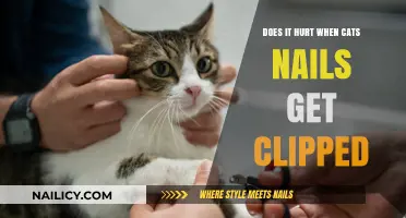 Ouch or Okay? The Truth About Cat Nail Clipping Pain