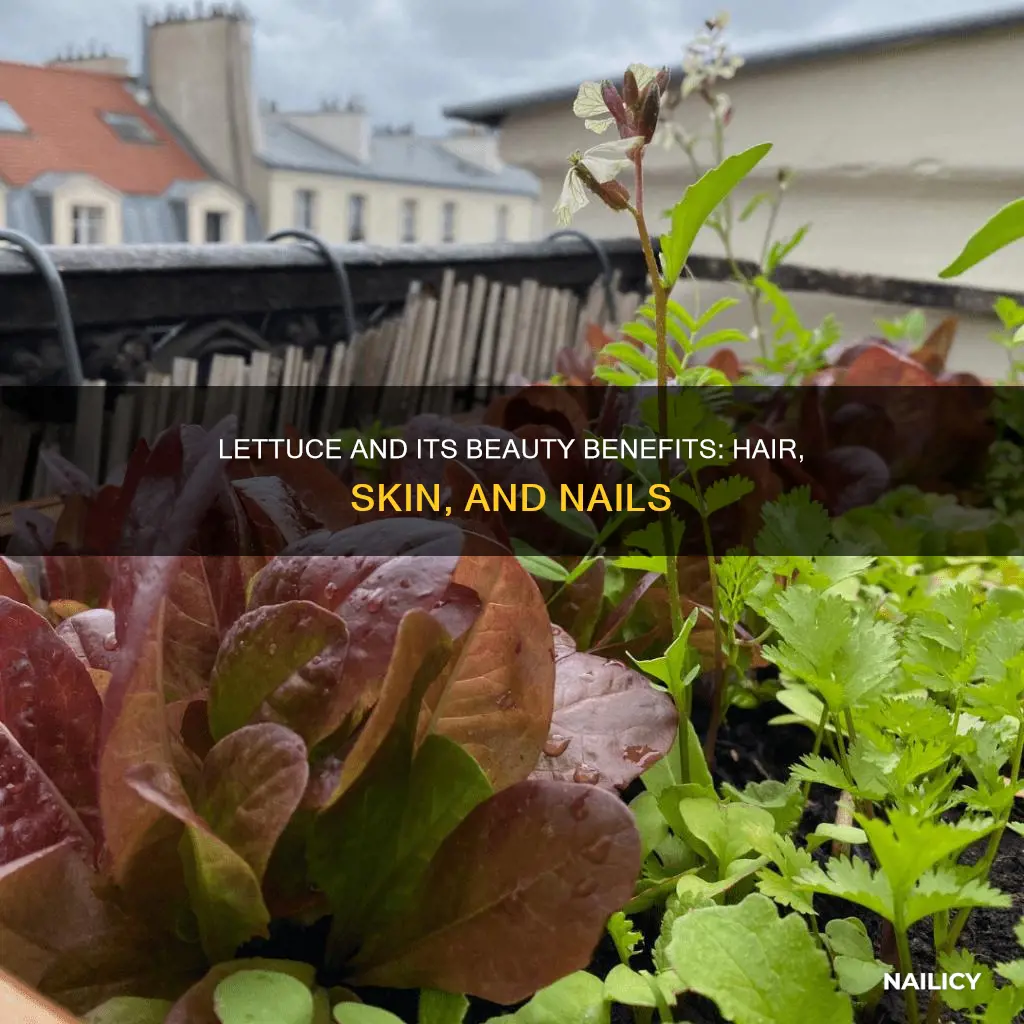 does lettuce help hair skin and nails grow