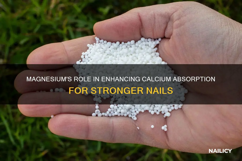 does magnesium help calcium absorption into nails