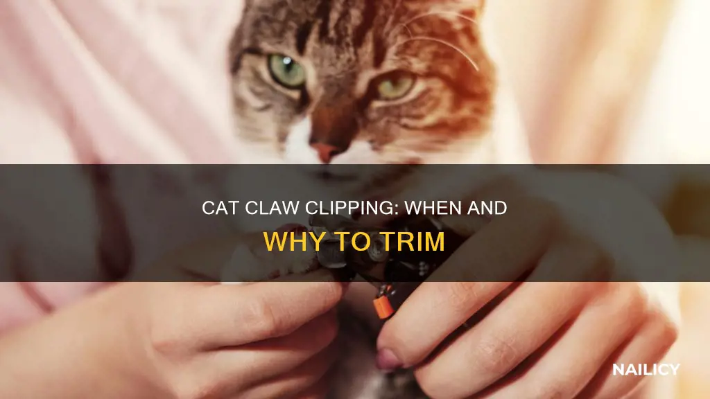does my cat need her nails cut