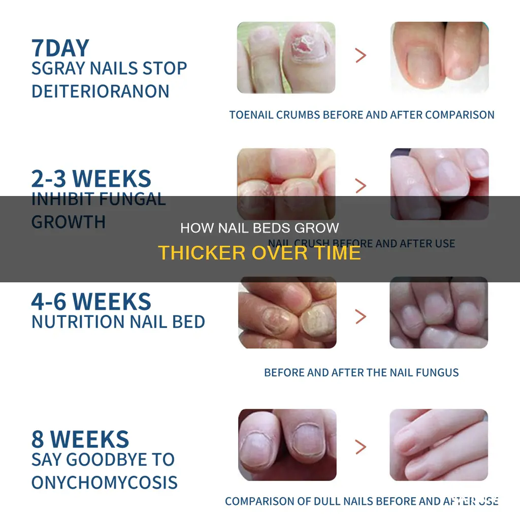 does nail bed grow thicker