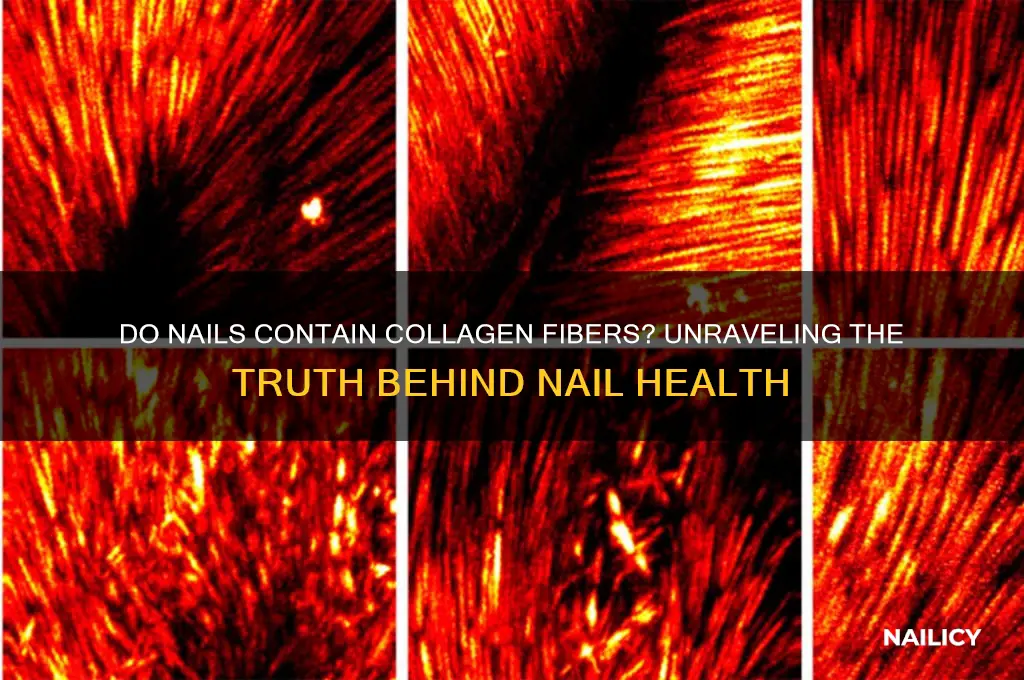 does nail contaiin collagen fibers