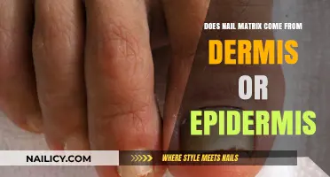 Nail Matrix Origin: Dermis or Epidermis? Unraveling the Skin Layers