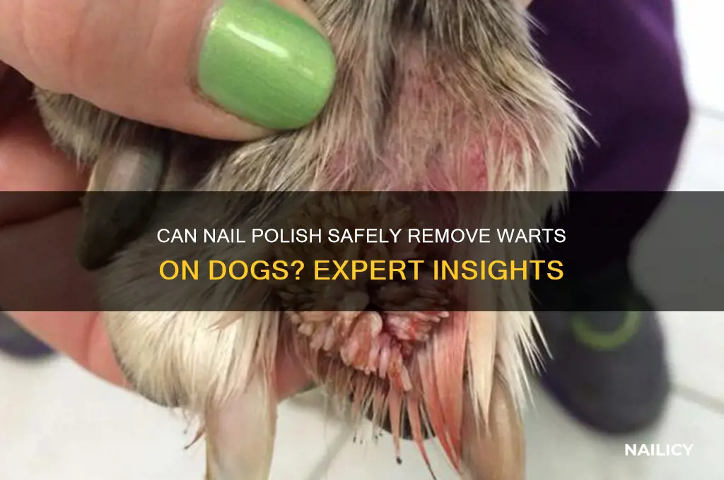 does nail polish kill warts for dogs