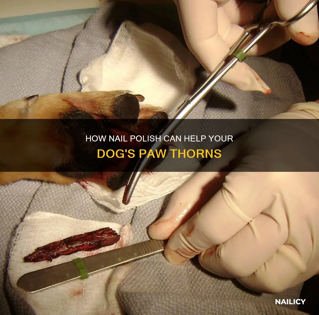 does nail polish remove thorns from a dogs paw