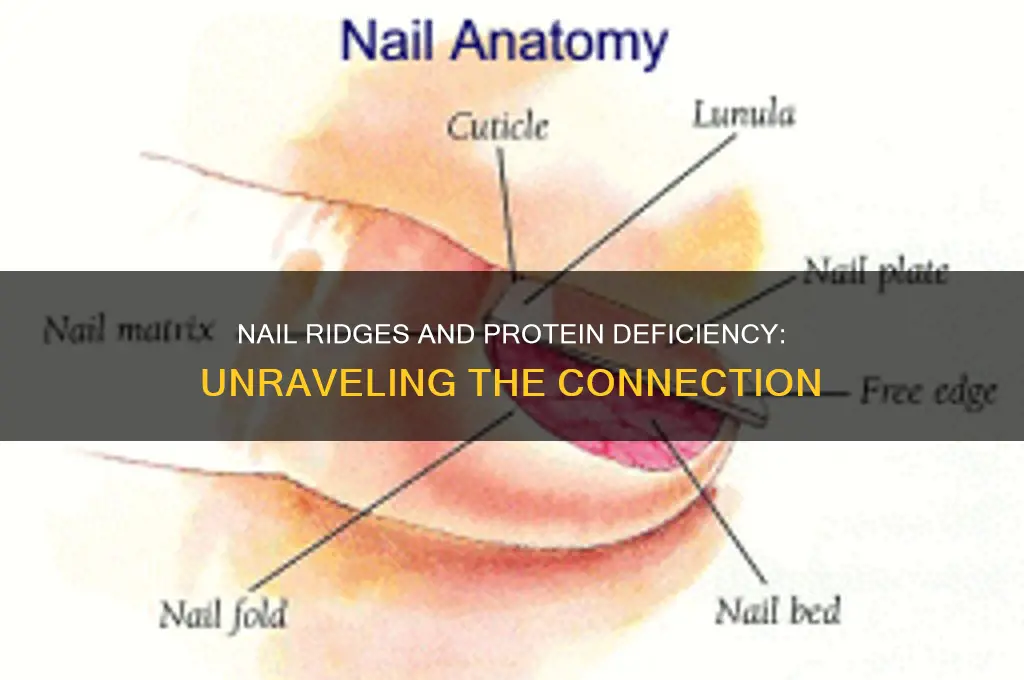 does nail ridges form from lack of protein