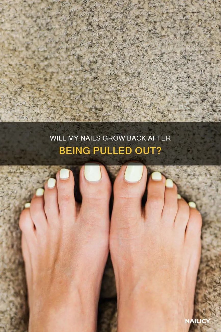 does nails grow back after being pulled out