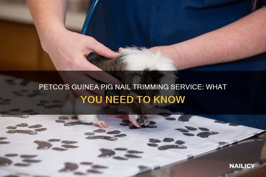 does petco cut guinea pig nails