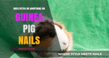 Petco Guinea Pig Adoptions: Nail Care and Adoption Process Explained