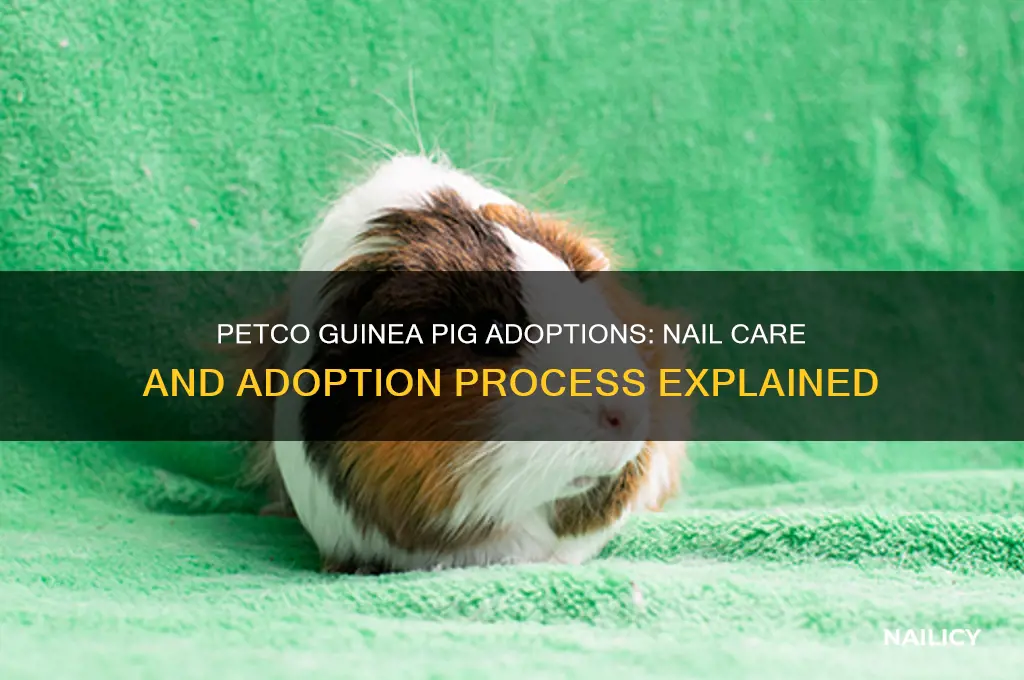 does petco do adoptions on guinea pig nails