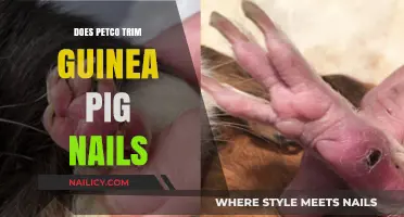 Petco's Guinea Pig Nail Trimming Service: All You Need to Know