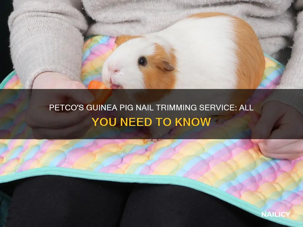 does petco trim guinea pig nails