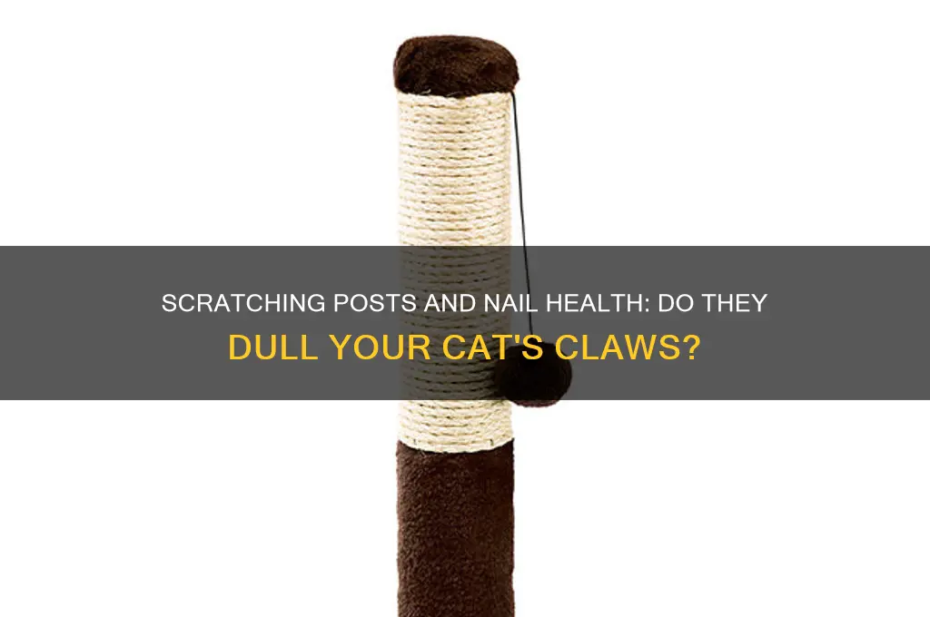 does scratching post dull nails