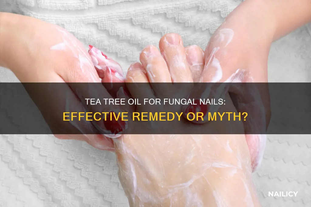 does tea tree oil cure fungal nail