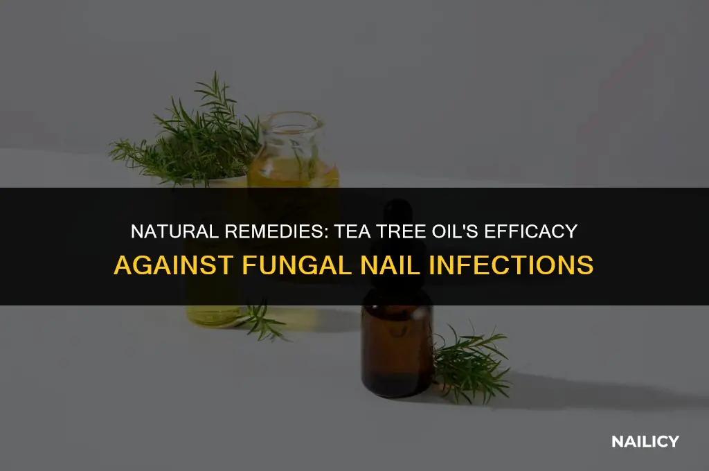 does tea tree oil get rid of fungal nail infections