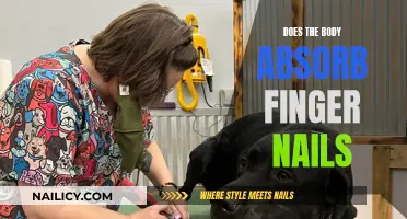 How Fingernails Are Absorbed by the Human Body