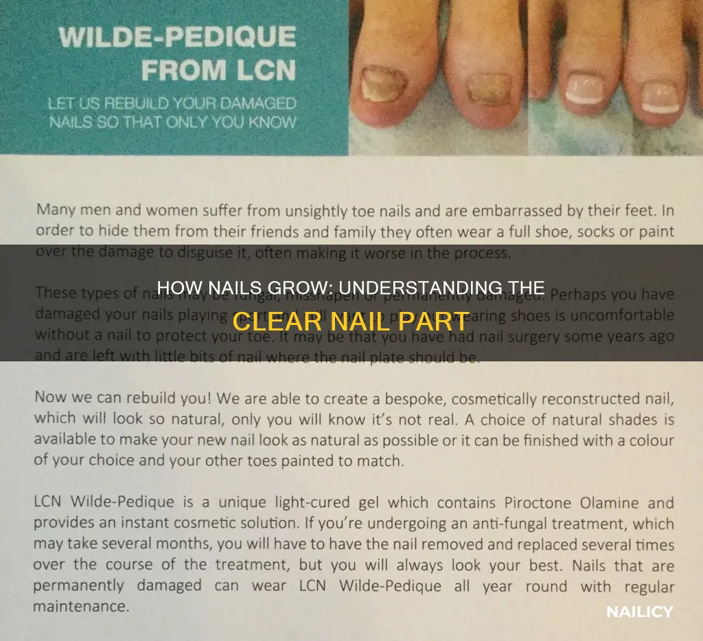 does the clear part of your nail grow