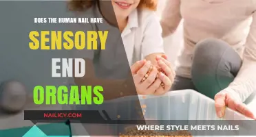 Do Human Nails Have Sensory End Organs? Unveiling the Truth