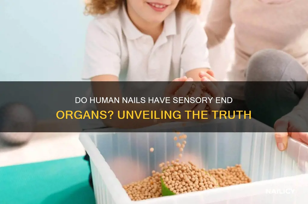 does the human nail have sensory end organs