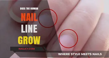 Human Nail Line: Does it Grow or Stay Static?