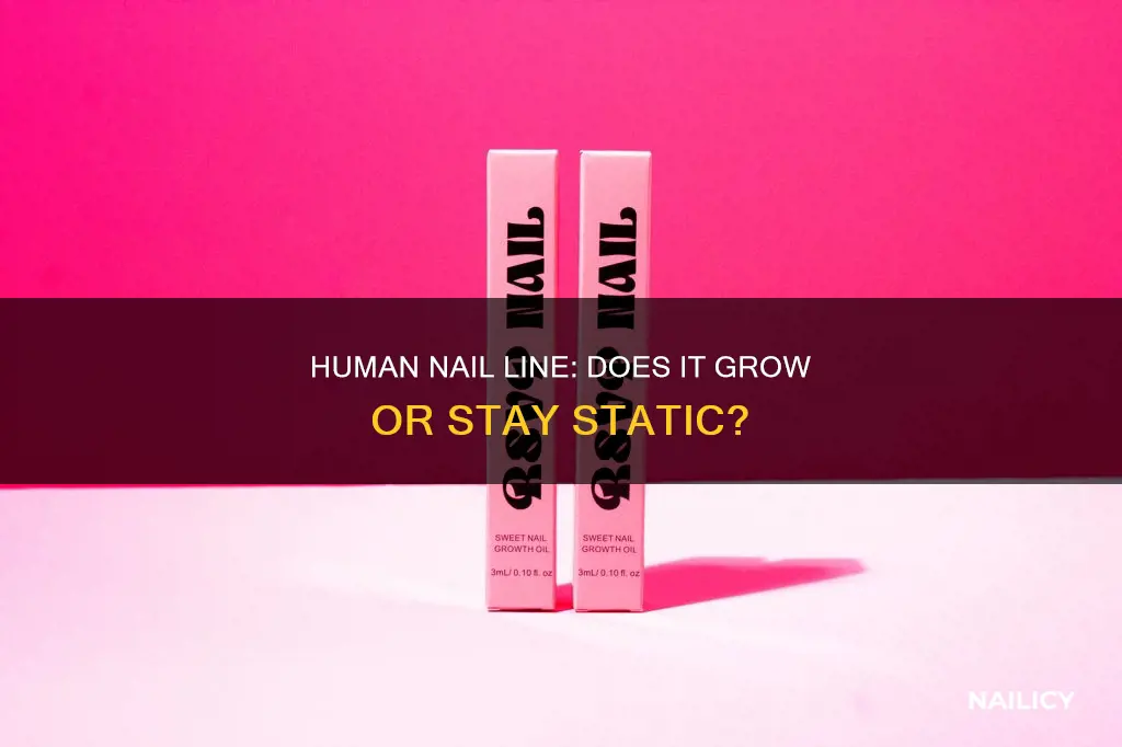 does the human nail line grow