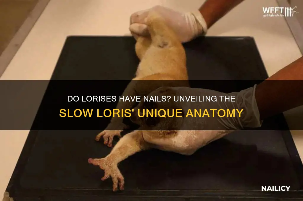 does the loris have nails