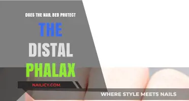 Nail Bed's Role: Protecting the Distal Phalanx Explained