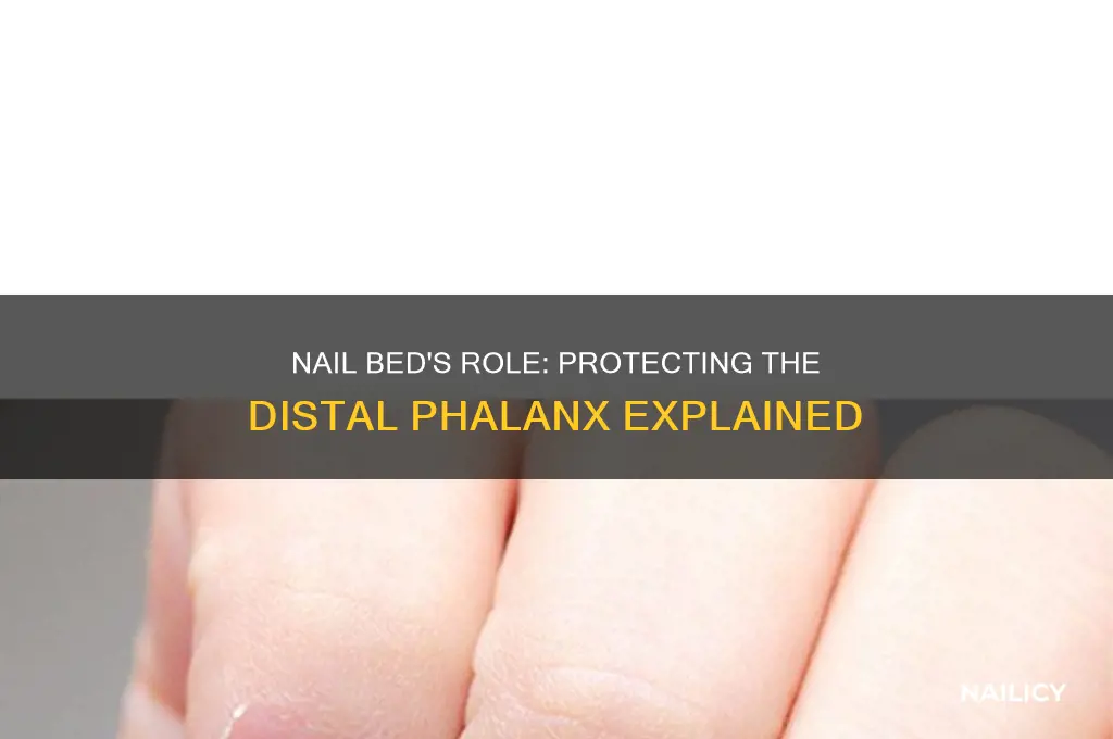 does the nail bed protect the distal phalax