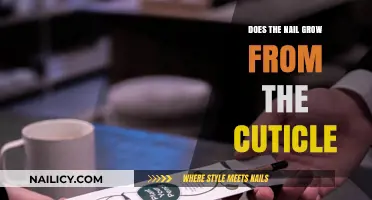The Cuticle's Role in Nail Growth