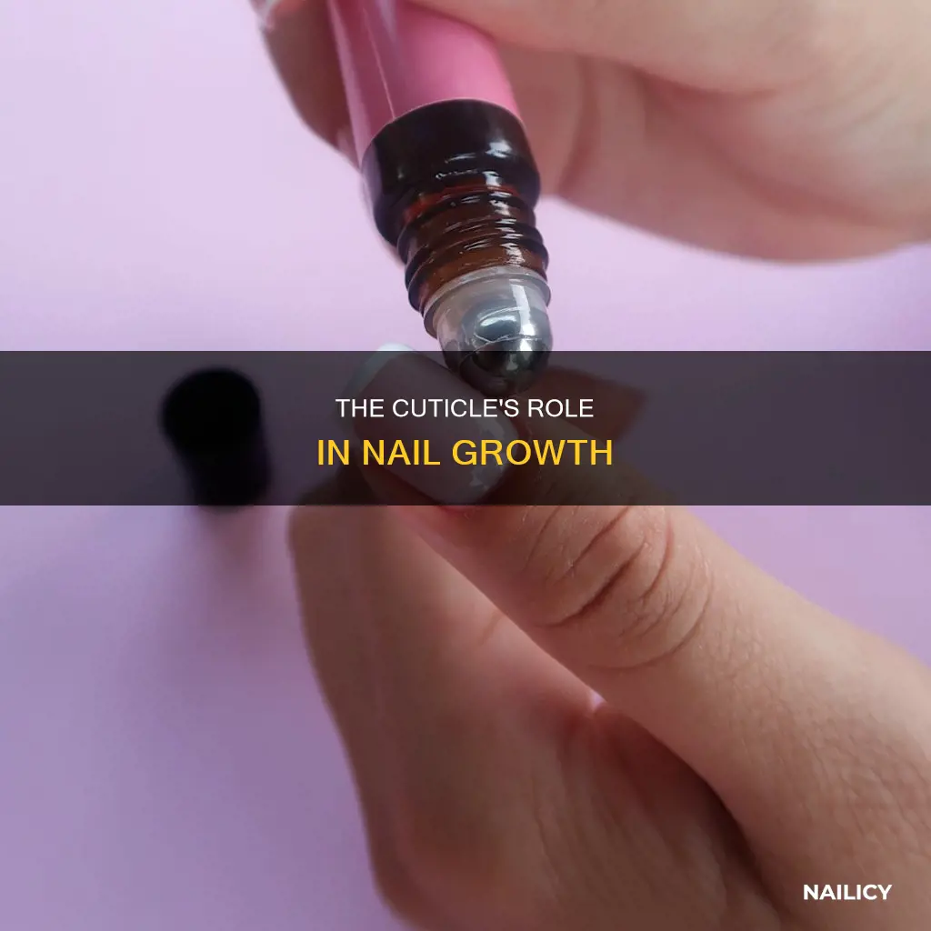 does the nail grow from the cuticle
