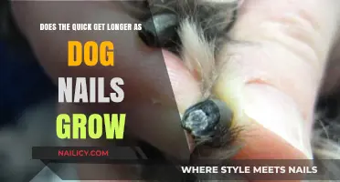 The Impact of Nail Growth on a Dog's Quick: Facts and Care Tips