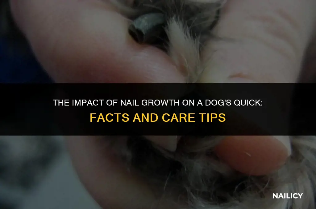 does the quick get longer as dog nails grow