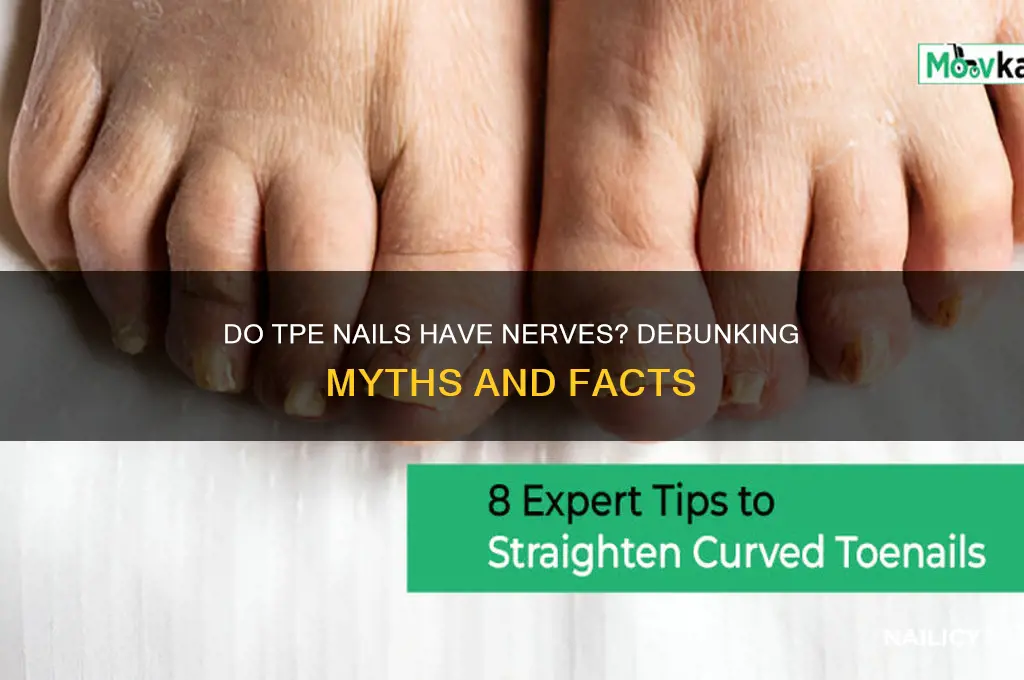 does tpe nails has nerves