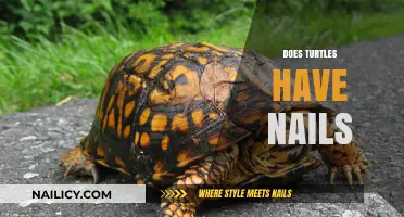 Do Turtles Have Nails? Uncovering the Truth About Their Unique Feet