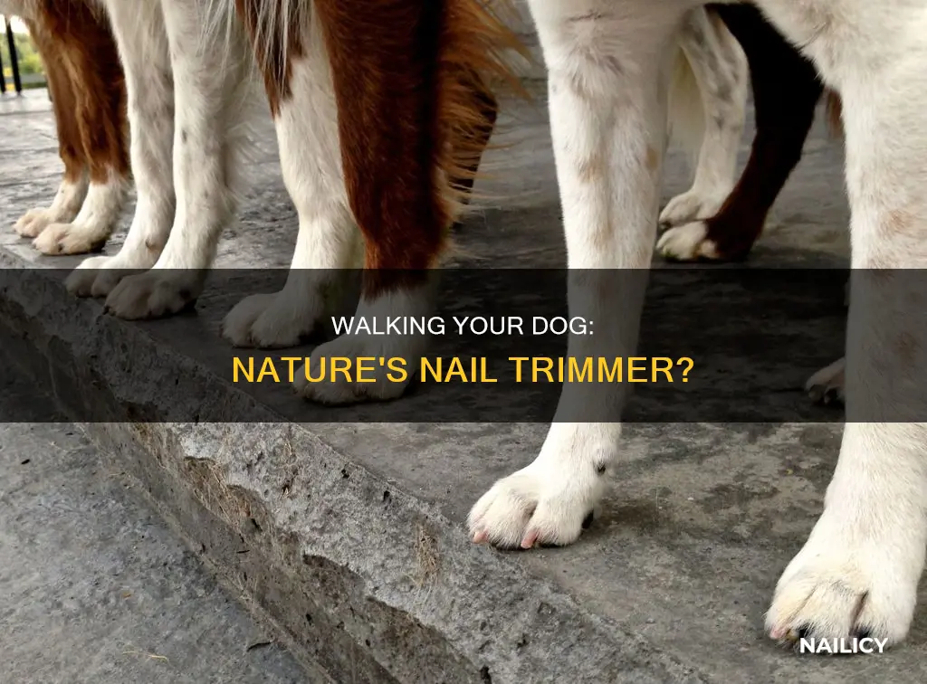 does walking your dog trim their nails