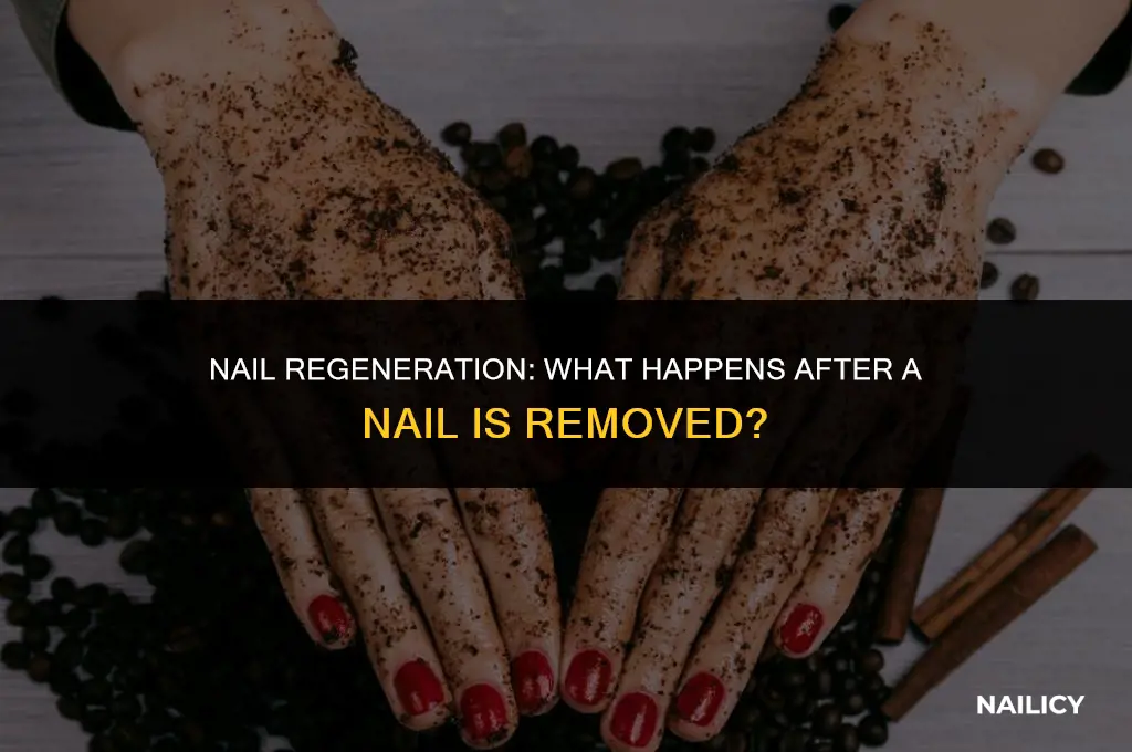 does your finger nail grow back when it gets removed