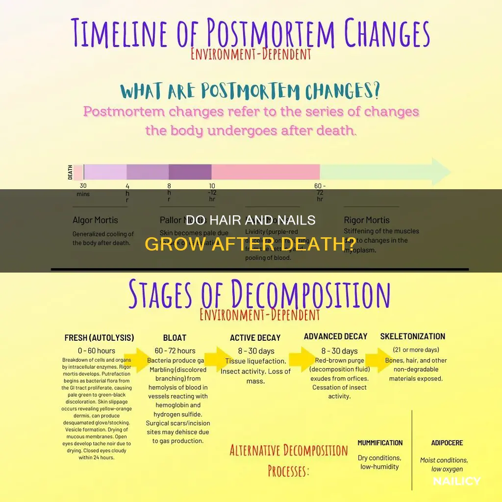 does your hair and nails continue to grow after death