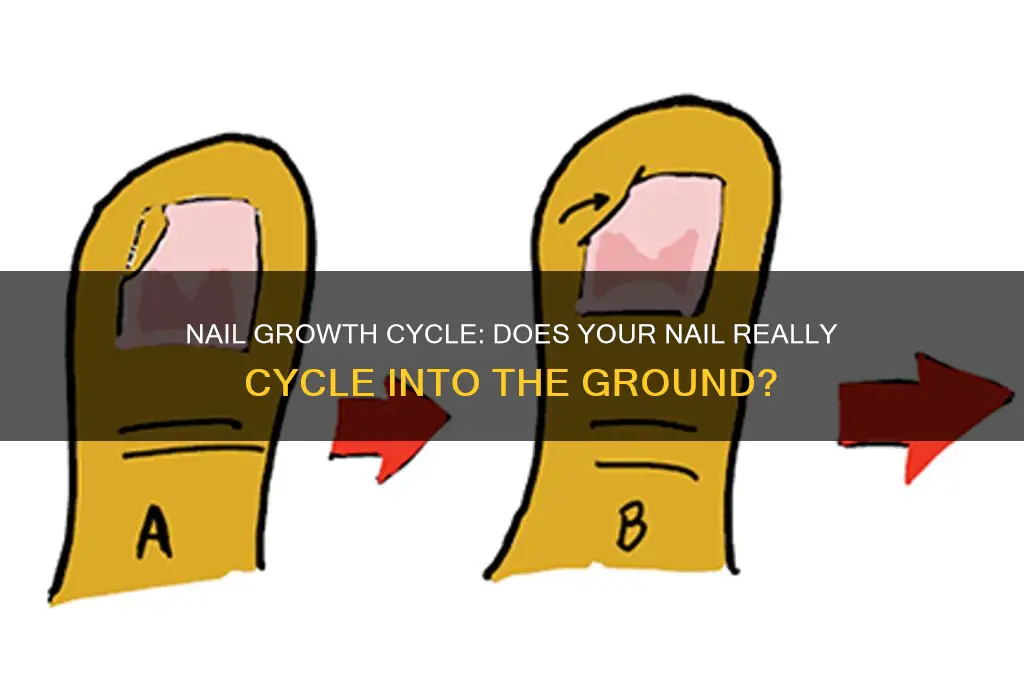 does your nail cycle into the ground