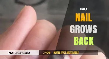 The Science of Nail Growth and Regeneration