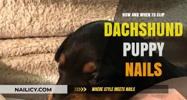 Dachshund Puppy Nail Care: Clipping Tips and Timing Guide