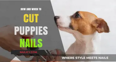 Puppy Nail Care: When and How to Trim