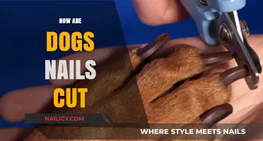 Trimming Dog Nails: A Step-by-Step Guide