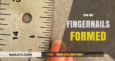 Understanding the Science Behind Fingernail Growth and Formation