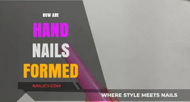 Understanding the Natural Growth and Formation of Human Hand Nails