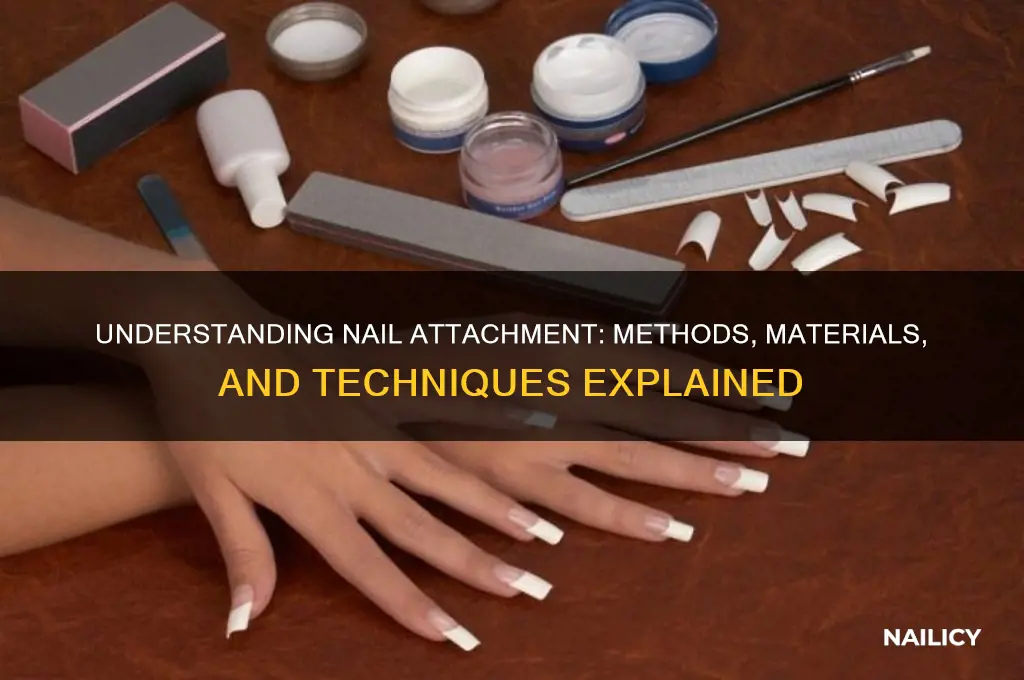 how are nails attached