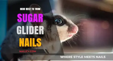 Trimming Sugar Glider Nails: A Step-by-Step Guide