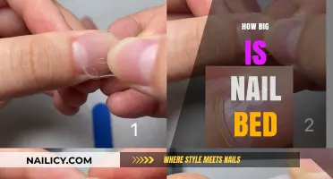 Understanding Nail Bed Size: A Comprehensive Guide to Its Dimensions